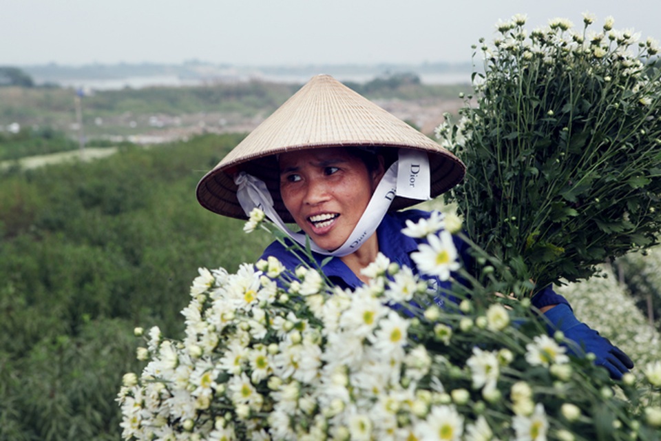 Cúc họa mi được mùa, nông dân Hà Nội thu cả trăm triệu - 5 Năm nay giá hoa tăng hơn so với năm ngoái, một bó hoa lớn ước chừng khoảng 40 bó nhỏ, mỗi bó nhỏ đổ buôn cho các thường lái từ 40 – 50 nghìn đồng. Với khoảng gần 1ha, năm nay thu về gần trăm triệu”, chị Nguyệt cho biết thêm