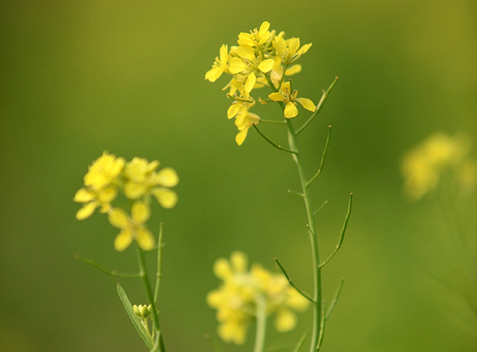 Thả hồn phiêu bồng trên cánh đồng hoa cải ven đô - 5 Thả hồn phiêu bồng trên cánh đồng hoa cải ven đô - 5