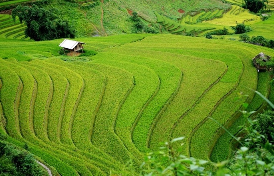 Ngỡ ngàng vẻ đẹp Mù Cang Chải mùa lúa chín - 5 Ngỡ ngàng vẻ đẹp Mù Cang Chải mùa lúa chín - 5