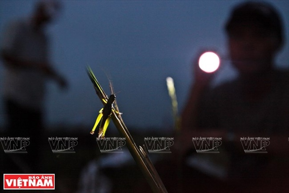 Cả làng đổ xô đi làm giàu nhờ nghề "săn" châu chấu kỳ lạ - 6