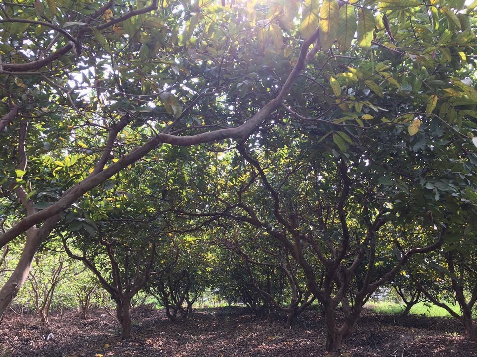 Khấm khá, giàu lên nhờ... ổi - 5 Khấm khá, giàu lên nhờ... ổi - 5