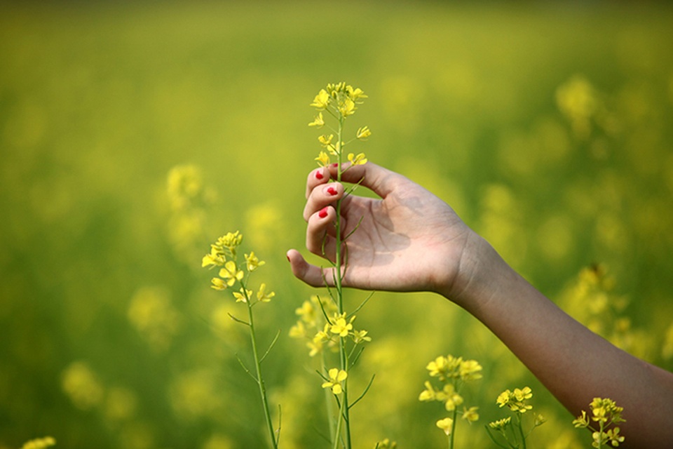 Thả hồn phiêu bồng trên cánh đồng hoa cải ven đô - 6 Thả hồn phiêu bồng trên cánh đồng hoa cải ven đô - 6