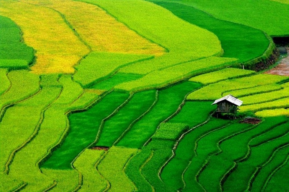Ngỡ ngàng vẻ đẹp Mù Cang Chải mùa lúa chín - 6 Ngỡ ngàng vẻ đẹp Mù Cang Chải mùa lúa chín - 6