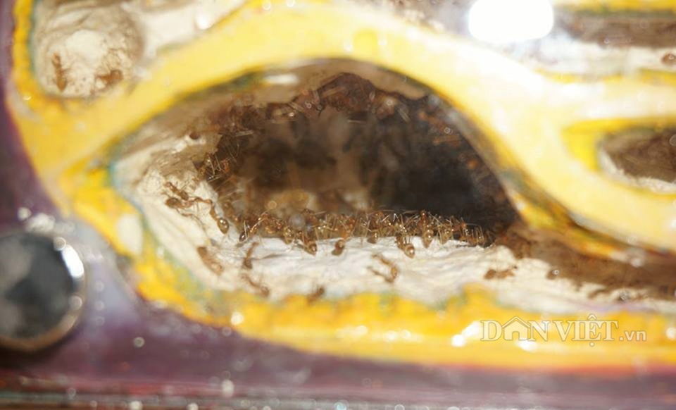 Chơi kiến kiểng độc - mô hình có một không hai ở Việt Nam - 5 Chơi kiến kiểng độc - mô hình có một không hai ở Việt Nam - 5