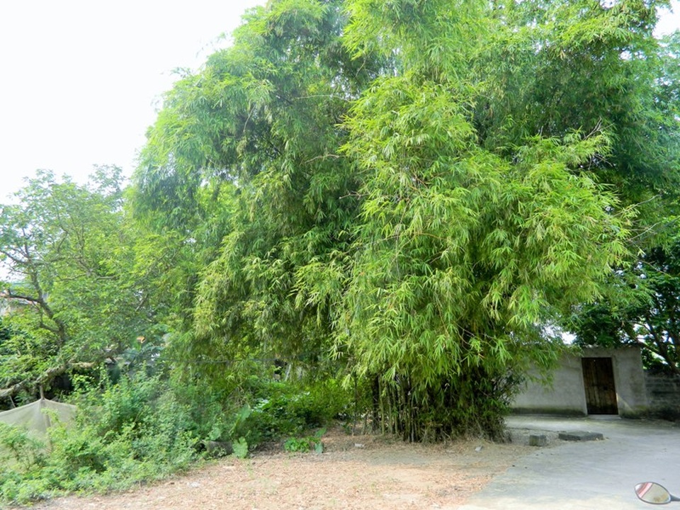 Chiều thu bình yên trên làng cổ Ước Lễ - 6 Chiều thu bình yên trên làng cổ Ước Lễ - 6