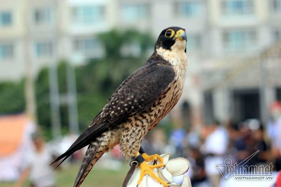 Đại bàng hơn 200 triệu đồng hùng dũng giữa trăm chim săn mồi - 7
Chim càng có dáng vẻ oai phong, hùng dũng, biết nghe theo hiệu lệnh càng được định giá cao. Trong đó những con đại bàng trống thường đắt, quý và được chuộng hơn đại bàng mái