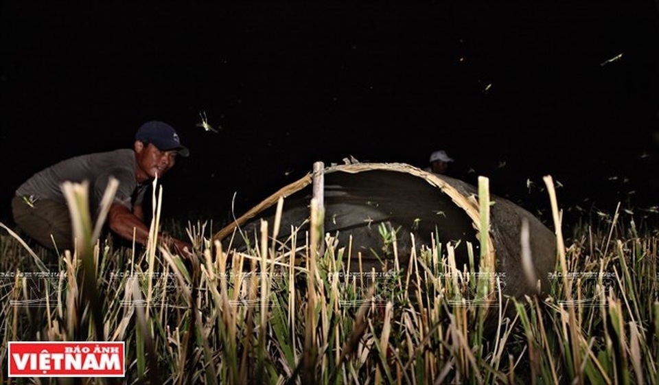 Cả làng đổ xô đi làm giàu nhờ nghề "săn" châu chấu kỳ lạ - 7
