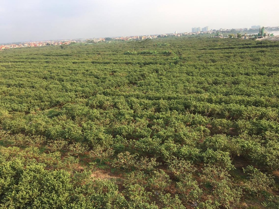 Khấm khá, giàu lên nhờ... ổi - 4 Nhiều người đã thuê bãi ven sông Hồng để trồng ổi