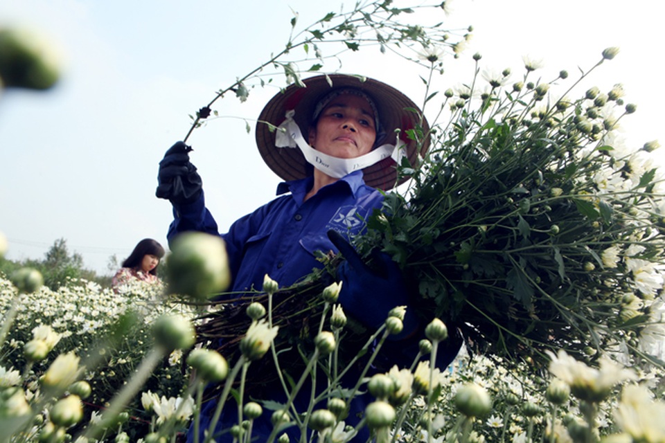 Cúc họa mi được mùa, nông dân Hà Nội thu cả trăm triệu - 7 Ngoài việc bán hoa, vài năm gần đây người dân có thêm thu nhập nhờ dịch vụ chụp ảnh trong vườn nở rộ. Mỗi nhà vườn thu trung bình 20.000 đồng một người cho một lần vào chụp ảnh.