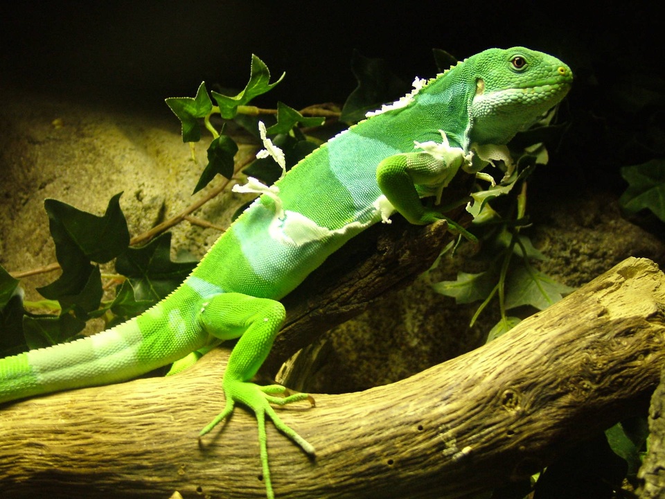 Chẳng tiếc tiền triệu giới trẻ thi nhau nuôi thằn lằn - 6
Fuji Iguana có giá hơn chục triệu (Ảnh: Hội những người yêu Leopard Gecko và Rồng Úc)