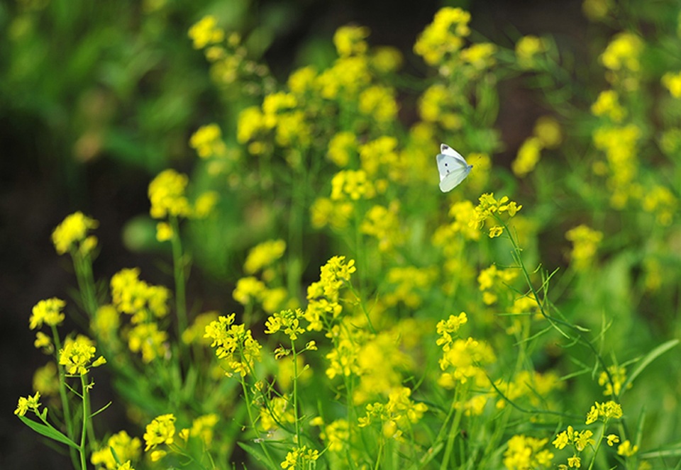 Thả hồn phiêu bồng trên cánh đồng hoa cải ven đô - 7 Thả hồn phiêu bồng trên cánh đồng hoa cải ven đô - 7