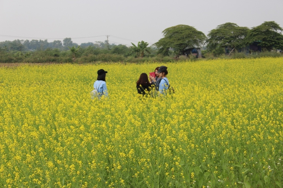Cánh đồng hoa cải gần trường ĐH Nông nghiệp I là địa điểm chụp ảnh quen thuộc của nhiều bạn trẻ. Nằm giữa đồng cải trắng và cánh đồng cúc cánh bướm sắc tím, sắc hồng, hoa cải vàng vẫn thu hút bởi một vẻ đẹp rất riêng.