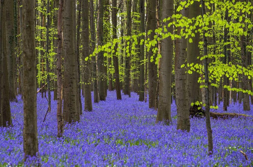 Bỉ: Hoa chuông xanh dại nở rộ vào giữa tháng 4, biến cả khu rừng Hallerbos ở thành phố Halle, Bỉ thành một tấm thảm hoa với màu sắc rực rỡ.
