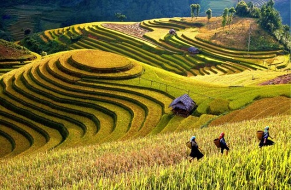 Ngỡ ngàng vẻ đẹp Mù Cang Chải mùa lúa chín - 7 Ngỡ ngàng vẻ đẹp Mù Cang Chải mùa lúa chín - 7