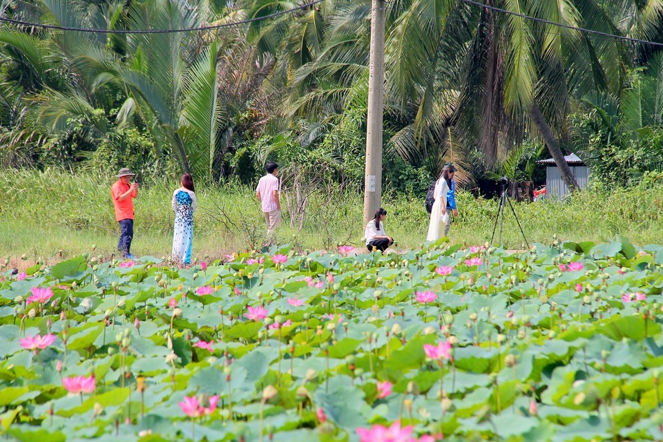 E ấp đồng sen Long Phước giữa lòng Sài Thành - 6 E ấp đồng sen Long Phước giữa lòng Sài Thành - 6