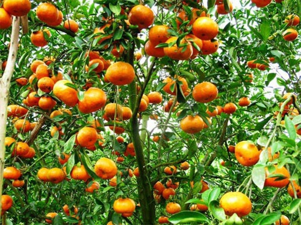 Dung dị nét ẩm thực Hà Nam - 7 Dung dị nét ẩm thực Hà Nam - 7