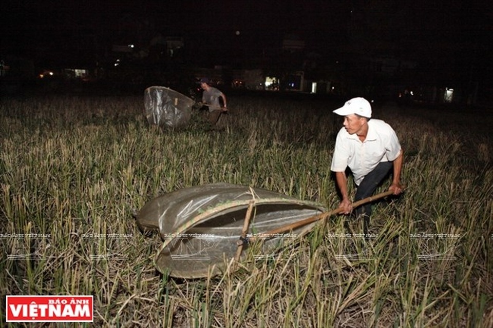 Cả làng đổ xô đi làm giàu nhờ nghề "săn" châu chấu kỳ lạ - 8