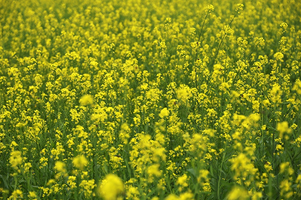 Thả hồn phiêu bồng trên cánh đồng hoa cải ven đô - 8 Thả hồn phiêu bồng trên cánh đồng hoa cải ven đô - 8