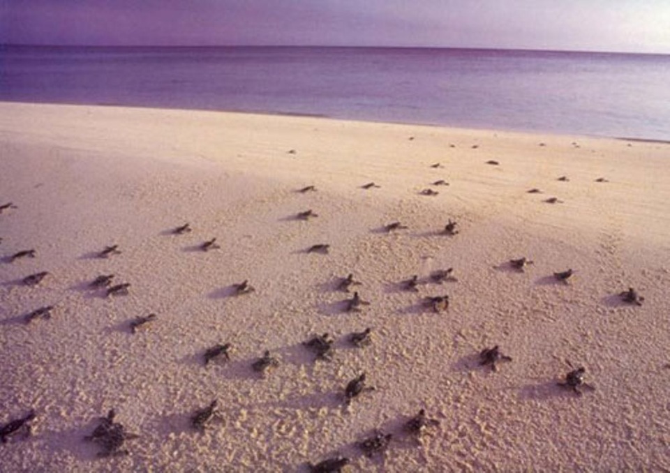 6 điều thú vị nên trải nghiệm khi lần đầu đến Côn Đảo - 8