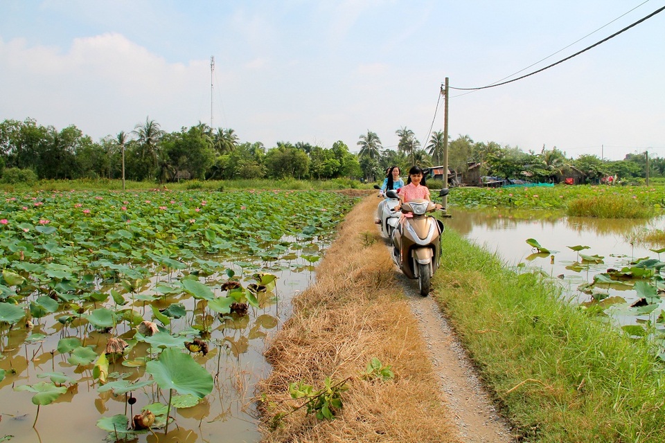 E ấp đồng sen Long Phước giữa lòng Sài Thành - 7 E ấp đồng sen Long Phước giữa lòng Sài Thành - 7