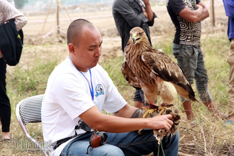 Đại bàng hơn 200 triệu đồng hùng dũng giữa trăm chim săn mồi - 9 Đại bàng hơn 200 triệu đồng hùng dũng giữa trăm chim săn mồi - 9