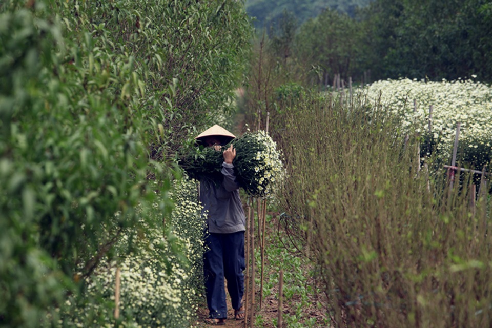 Cúc họa mi được mùa, nông dân Hà Nội thu cả trăm triệu - 9 Hiện nay, hoa đang rộ, mỗi ngày, chị Quyên cắt khoảng 30 bó lớn để bán cho thương lái, cắt đến đâu, bán hết đến đó. Nhiều thương lái phải đặt trước mới có hàng.