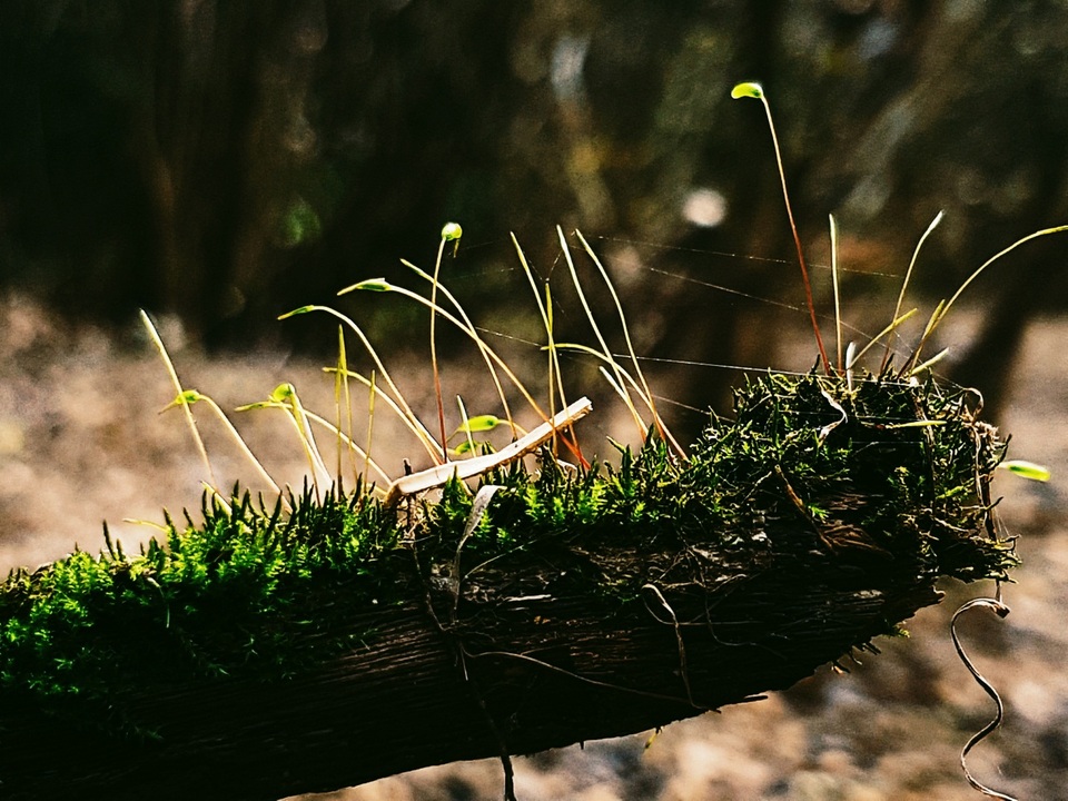 Những khu rừng ở Tú Làn gần như là rừng nguyên sinh nên thảm thực vật ở đây cũng vô cùng phong phú. Từ những cây cổ thụ hàng trăm năm tuổi đến những lớp thực vật cấp thấp như rong rêu cũng sinh sôi nảy nở trù phú. Với những “cảnh đẹp tí hon” này, chế độ macro trên máy ảnh của Galaxy S7 edge cho phép lấy nét và xóa phông ấn tượng. Đặc biệt, ghi lại cả những lớp mạng nhện siêu mỏng, khó có thể thấy được bằng mắt thường.