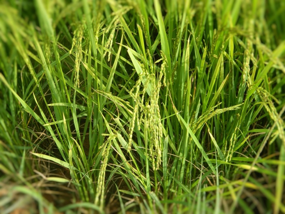 Có một “Sa Pa thu nhỏ” ở miền biên ải Quảng Ninh - 9