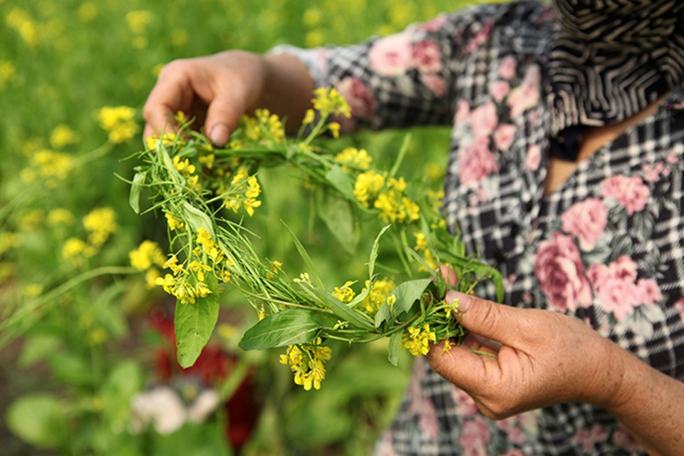 Thả hồn phiêu bồng trên cánh đồng hoa cải ven đô - 10 Thả hồn phiêu bồng trên cánh đồng hoa cải ven đô - 10