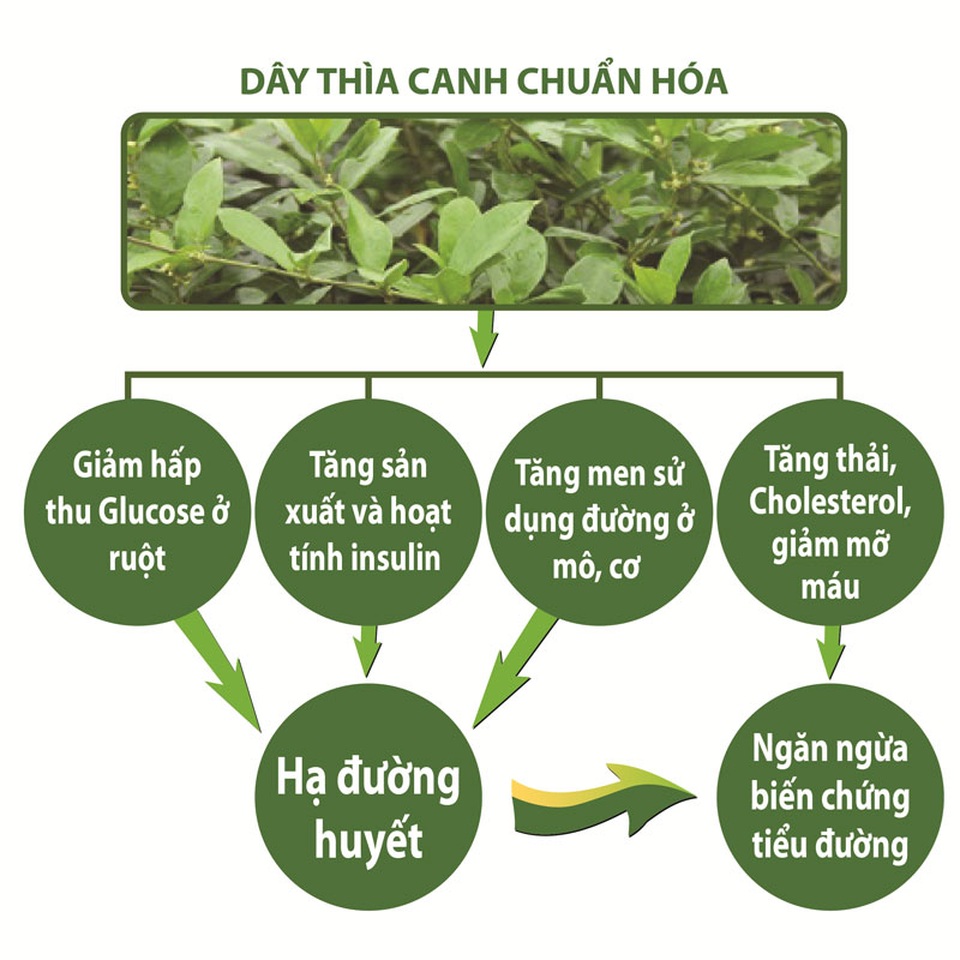 
Dây thìa canh giúp hạ và ổn định đường huyết, ngăn ngừa biến chứng tiểu đường 
