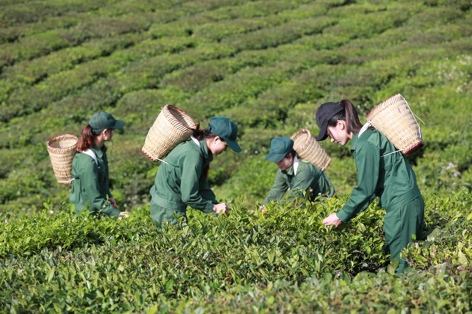 Vinatea tung sản phẩm mới trên thị trường nội địa - 3 Vinatea tung sản phẩm mới trên thị trường nội địa - 3