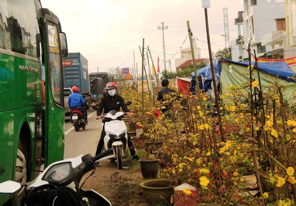 Bình Định: Mai Tết “đắt vườn, ế chợ” - 1 Mai vàng khỏe sắc vàng rực dọc hai bên Quốc lộ 1 qua thị xã An Nhơn (Bình Định) nhưng ế khách mua