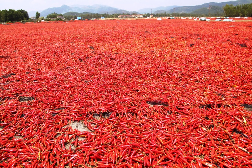Giá ớt lao dốc, bán 1kg không mua nổi gói mì tôm - 1 Giá ớt lao dốc không phanh, người trồng ớt bán đổ bán tháo cho thương lái phơi khô