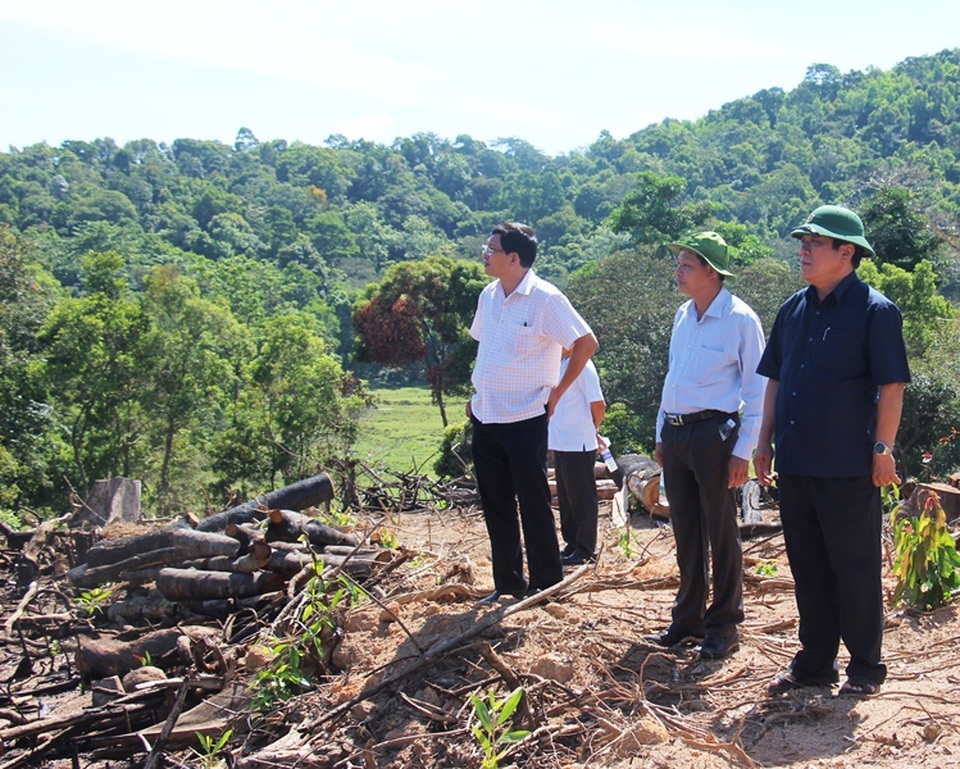 Vụ 43 ha rừng bị xóa sổ: Rất vô lý khi chặt cây to để trồng cây nhỏ - 1 Bí thư Tỉnh ủy Bình Định Nguyễn Thanh Tùng (áo đen) thị sát hiện trường vụ 43 ha rừng bị chặt phá