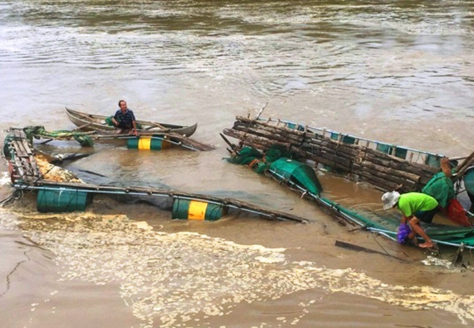 Các bè nuôi cá của ông Minh trôi tấp tại cầu Long Quang đã bị hư hỏng, cá thoát ra ngoài