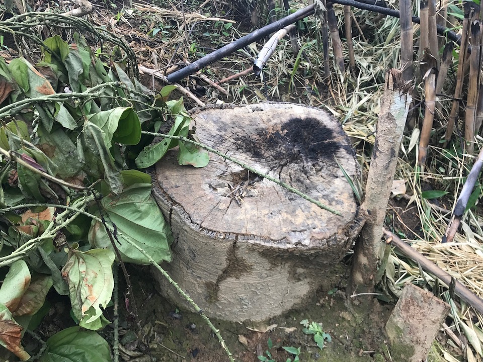 Hàng loạt cán bộ huyện bị kỷ luật vì không giữ được rừng - 1 Hàng loạt cán bộ huyện bị kỷ luật vì không giữ được rừng - 1