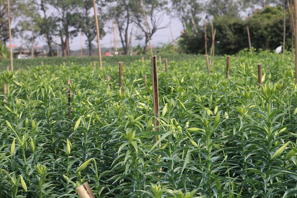 Hoa loa kèn Tây Tựu vào mùa thu hoạch - 1 Những ngày cuối tháng 3 nhiều ruộng loa kèn ở Tây Tựu (Hà Nội) hoa đã nở trĩu cành, sẵn sàng vào vụ thu hoạch.