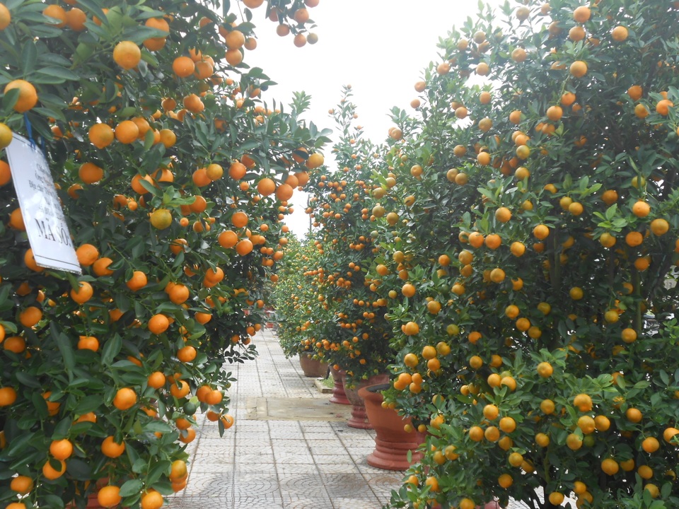 Nhiều hoạt động vui xuân dành cho du khách ở Hội An - 1 Ngày hội cây quật (cây quất) cảnh Cẩm Hà” sẽ được tổ chức tại công viên Trảng Kèo (xã Cẩm Hà, Hội An) vào ngày 21-27/1/2017 (nhằm ngày 24-30 tháng Chạp Âm lịch) hứa hẹn sẽ mang đến cho du khách nhiều thú vị