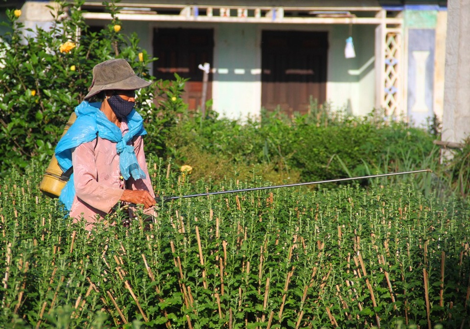 Những vườn cúc Tết “thảm hại” sau 5 trận lũ liên tiếp - 2 Các nhà vườn đang tìm mọi cách thúc để cúc nở đúng dịp Tết Nguyên đán