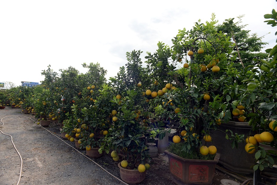 Một chủ vườn cây kiểng trên đường Phạm Văn Đồng, quận Thủ Đức, TPHCM đã đặt khoảng 120 cây bưởi Diễn để bán tết Đinh Dậu.