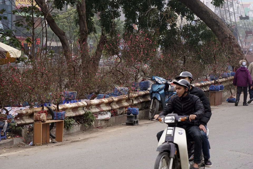 Bắt đầu từ Ngã Tư Sở, hàng nghìn cành đào được tập kết dày đặc hai bên đường Láng từ nhiều ngày nay.