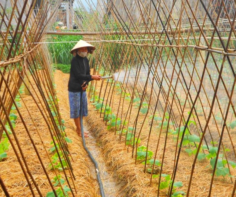 Mầm xuân trên vùng rốn lũ Bình Định - 3 Bà Mỹ (ngụ tổ 6, khu vực 6, phường Nhơn Phú, TP Quy Nhơn) đang tất bậc chăm sóc rau cho vụ rau sau Tết