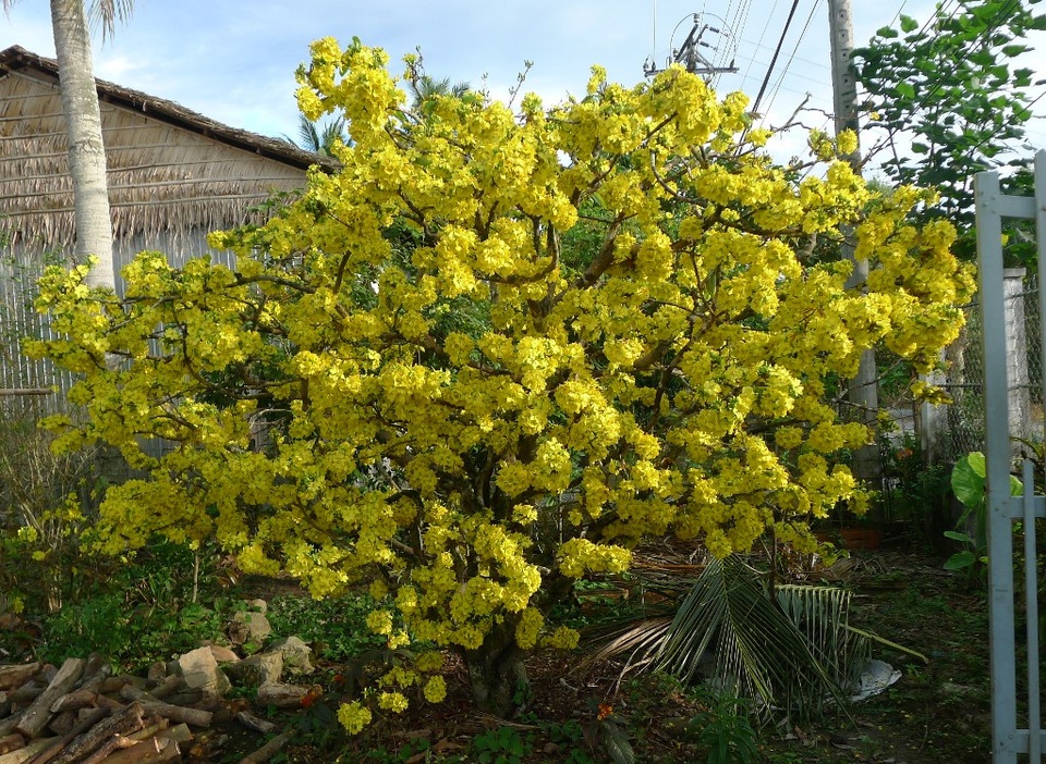 Chủ nhân lão mai này cho biết, nhiều năm qua dù thời tiết bất lợi thế nào nhưng lão mãi vẫn ra hoa đúng dịp tết và luôn rực rỡ thế này.