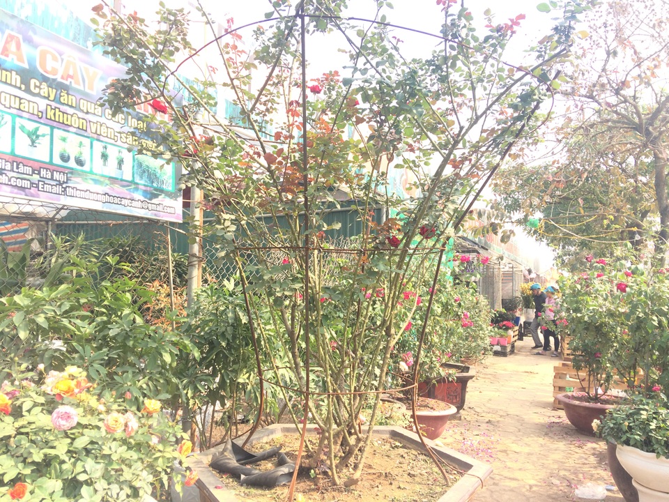 Độc đáo thú chơi hoa hồng cổ có giá hàng chục triệu đồng - 1
Cây hoa hồng cổ Sơn La này có giá gần 50 triệu đồng