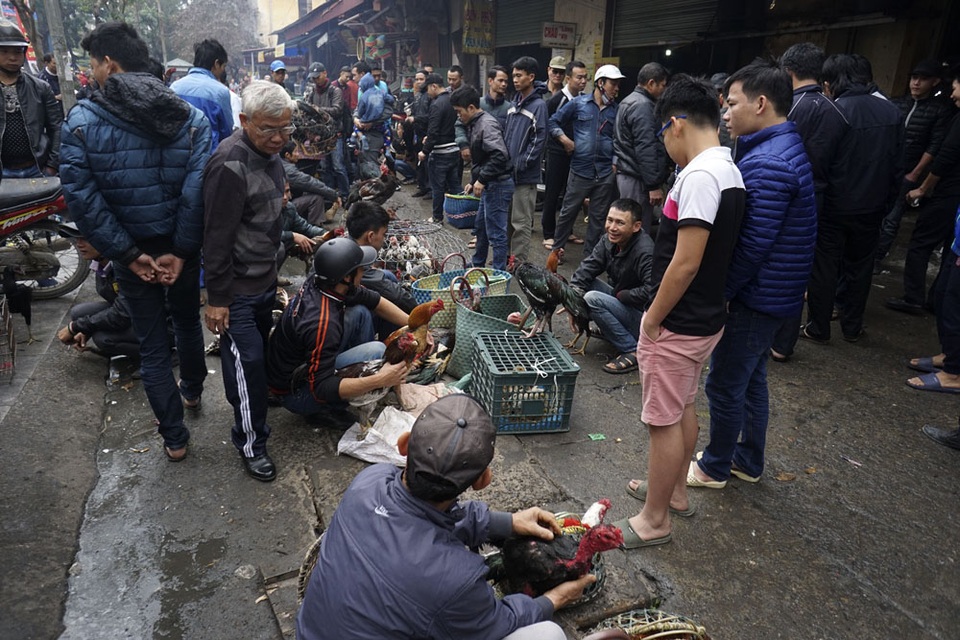 Sống chậm ở phiên chợ gà chọi Hà Nội ngày 30 Tết - 1
Chợ gà chọi là một mảng buôn bán trong phiên chợ cổ Hà Đông, họp vào các ngày 5, 10, 15, 20, 25, 30 Âm lịch hàng tháng. Chợ bán chủ yếu các loại gia súc gia cầm, cây cảnh, trong đó khu bán gà chọi đông nhất.