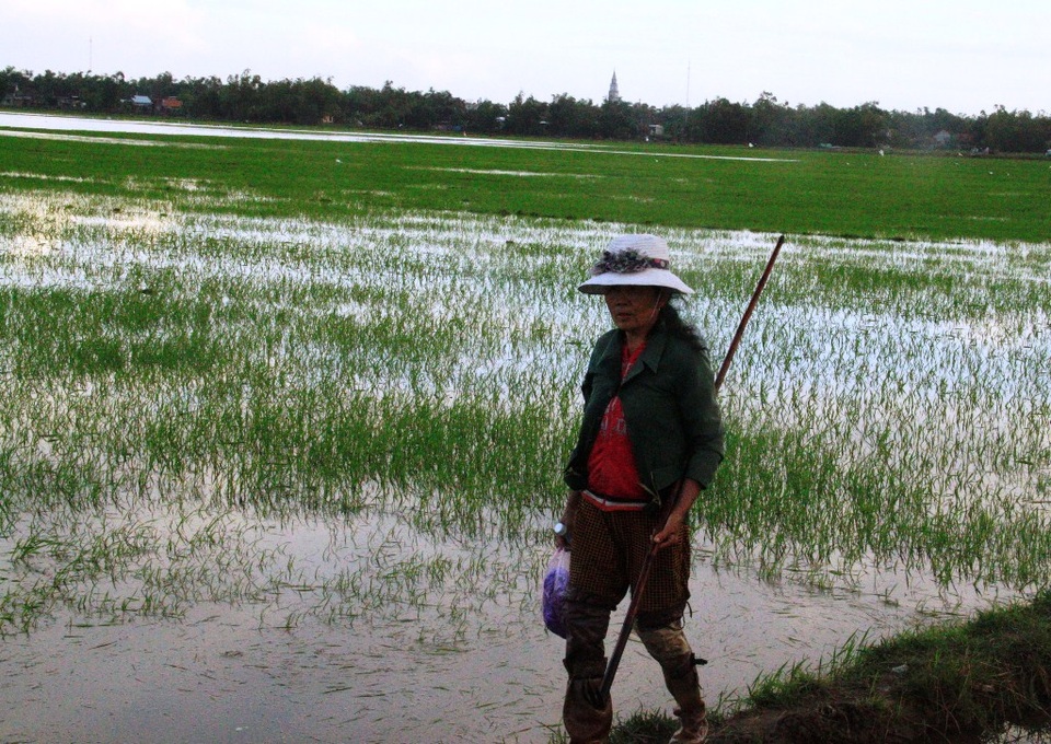 Bà Hiền ra đồng cứu lúa