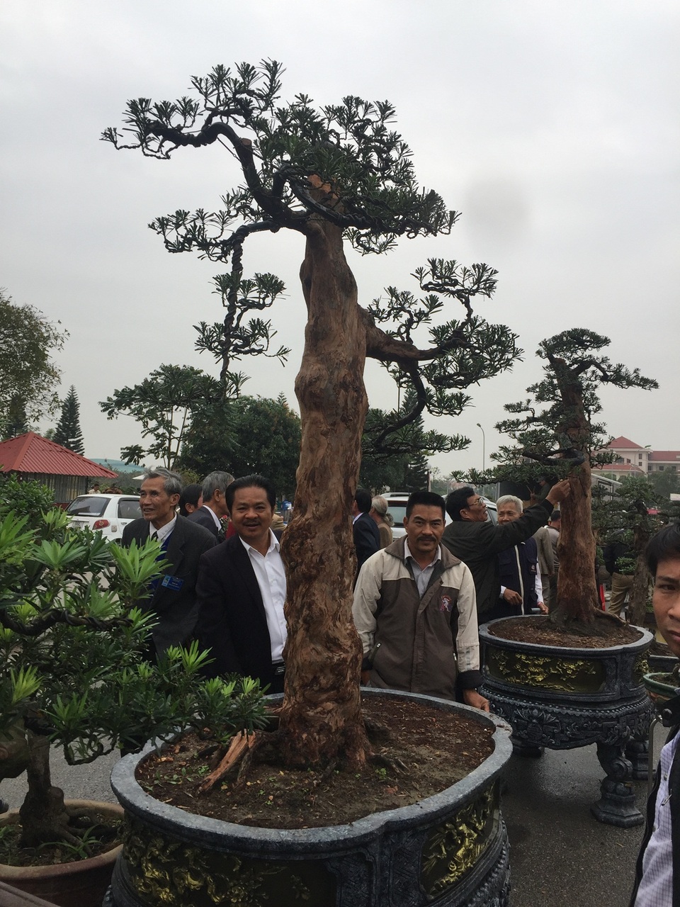 Khai mạc Hội thi hát Dân ca Quan họ, Hội Báo Xuân, Hội thi Sinh vật cảnh - 4 Ông Lê Văn Dũng (Thái Nguyên) mang đến hội thi nhiều cây cảnh có giá trị.