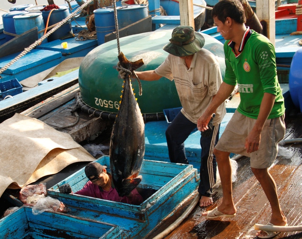 Nghề lưới vây thất thu chuyến đi biển xuyên Tết - 2 Ngư dân Bình Định thắng đậm cá ngừ đại dương trong chuyến biển xuyên Tết