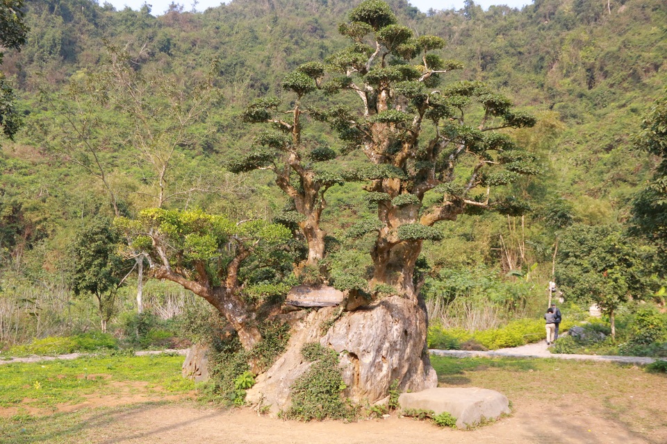 Độc lạ cây duối nghìn năm có dáng “bàn tay phật” ở Ninh Bình - 1 Cây duối đặc biệt nói trên nằm ở khu du lịch vườn chim Thung Nham (xã Ninh Hải, Hoa Lư, Ninh Bình). Theo truyền thuyết, vua Đinh Tiên Hoàng trong lúc đi tuần quanh kinh đô Hoa Lư đã sai quân lính trồng cây này ngay trên một tảng đá tại Thung Nham. Qua thời gian, cây sinh trưởng tốt và tồn tại 1.000 năm qua.