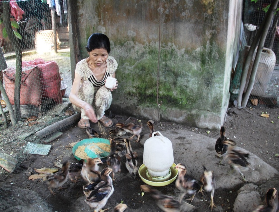Thiếu 100 triệu đồng, người phụ nữ nghèo nguy kịch vì bệnh tim - 5 Bà Nương không còn làm những công việc nặng, hàng ngày bà ở nhà khi khỏe thì phụ chồng cơm nước cho con gà ăn